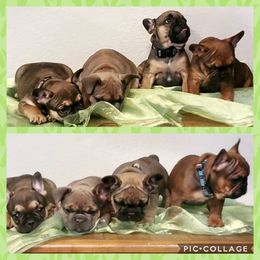 French Bulldog Puppies from Oil Patch Frenchies