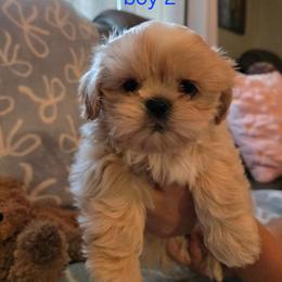 Yanni - Gold and white male Shih Tzu puppy in Surprise, Arizona from Ashlee's Shih Tzus