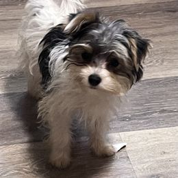 Yorkshire Terrier Puppies from Kristen’s yorkies