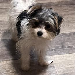 Yorkshire Terrier Puppies from Kristen’s yorkies