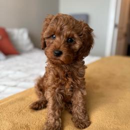 Candy Cane - Red male Cavapoo puppy in Sugar City, Idaho from Taylor's Cavapoos