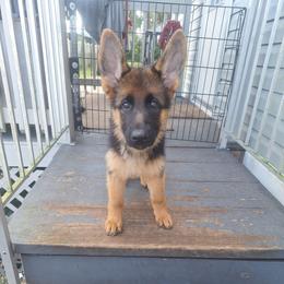 Ivy vom LegendLand - Black and red female German Shepherd puppy in Hillsborough County, Florida from Vom Legend Land