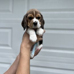Beagle Puppies from Banashko's Beagles