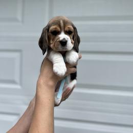 Beagle Puppies from Banashko's Beagles
