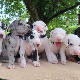 Great Dane Puppies from Ellenni Danes