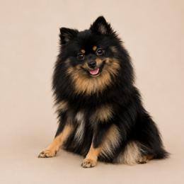 Merlina - Pomeranian