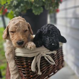 Poodle Puppies from Tommy Jones