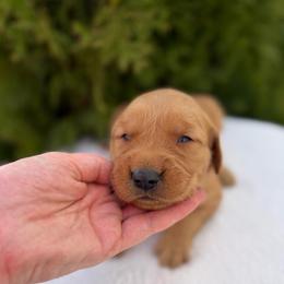 Red Boy - Dark golden male Golden Retriever puppy in Utah from Deseret Peak Goldens