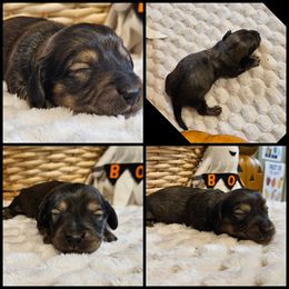 Shaded Cream - Cream male Dachshund puppy in Panama City Fl, Florida from Southern Bliss Doxies