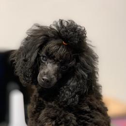 "Shuri" Poodle Puppies from Clarion Poodles
