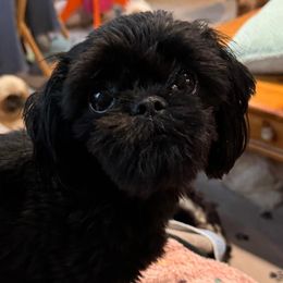 Abby - Shih Tzu