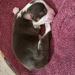 Girl 2 - female Australian Shepherd puppy in Johnson City, Tennessee from St. Isidore's Australian Shepherds