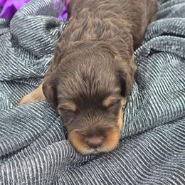 Espresso - Chocolate male Cavapoo puppy in Decatur, Illinois from Petite Pups