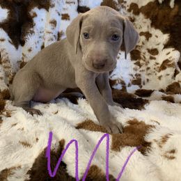 Weimaraner Puppies from Golden Hill’s Weimaraner’s