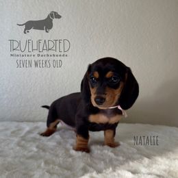 Natalie - Black and tan female Dachshund puppy in Royse City, Texas from Truehearted Miniature Dachshunds