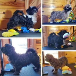 Havanese puppies from Darrtfarms