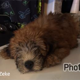 Zeke - Wheaten male Soft Coated Wheaten Terrier puppy in Gladewater, Texas from Felicias Swheaties