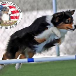Miniature American Shepherd Puppies from Too Mini Aussies/ Miniature American Shepherds