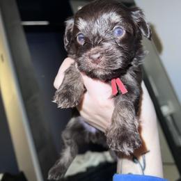 Girl 2 - Havanese puppy in Belleville, Arkansas from Hippiehavs