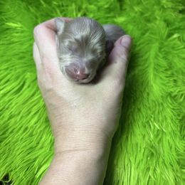 Stitch - Blue and tan male Dachshund puppy in Chelsea, Oklahoma from Renee's Dachshund's
