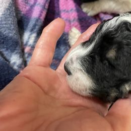 Poodle Puppies from Foxfire Hollow Standard Poodles