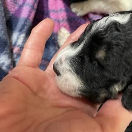 Poodle Puppies from Foxfire Hollow Standard Poodles