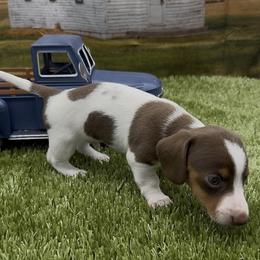 Chocolate and Tan Piebald Smooth Male - Piebald male Dachshund puppy in Killeen, Texas from Southern Dachshunds