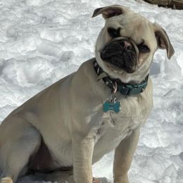 Pugs from Pug Life