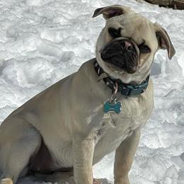 Pugs from Pug Life