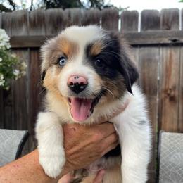 Rotini - Blue merle female Miniature Australian Shepherd puppy in Fort Collins, Colorado from Basil’s Sweet Creatures