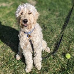 Blue - Goldendoodle