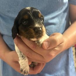 Girl 2 - Piebald female Dachshund puppy in Mobile, Alabama from Lady and the Tramp Dachshunds
