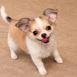 Chihuahua Puppies from Hart's Chihuahuas