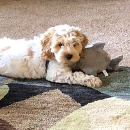 Cockapoo Puppies from Maple’s Cockapoo Puppies