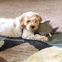 Cockapoo Puppies from Maple’s Cockapoo Puppies