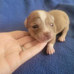 Boy 2 - Merle male Chihuahua puppy in Warsaw, Virginia from B&D Chihuahuas