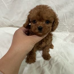Elaine(AKC) - Red  female Poodle puppy in Moreno Valley, California from Yanni's Poodle