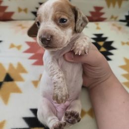 Dachshund Puppies from Grecian Kennel