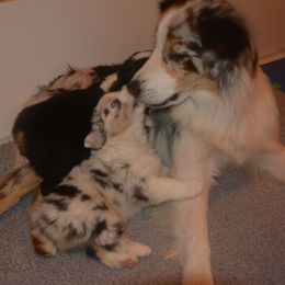 Australian Shepherd Puppies from Highline