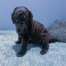 Orange - Black female Poodle puppy in Louisville, Kentucky from Borealis Poodles