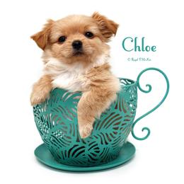 Chloe - Apricot female Mi-Ki puppy in Elizabeth, Colorado from Royal T Mi-Kis