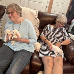 Miniature Schnauzer Puppies from Smilee Schnauzers