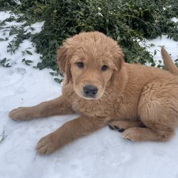 Golden Retriever Puppies from Joyfully Golden