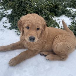 Golden Retriever Puppies from Joyfully Golden