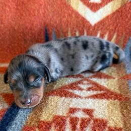 Bella - Dapple female Dachshund puppy in Okeechobee, Florida from HotShot Kennels