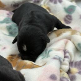 Female 4 - Black and white female Staffordshire Bull Terrier puppy in Lakeland, Florida from Blueline Staffords