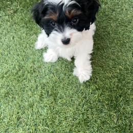 Cavapoo Puppies from Joyler Puppies