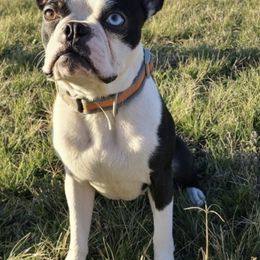 Boston Terriers and Cocker Spaniels from Down in the Holler