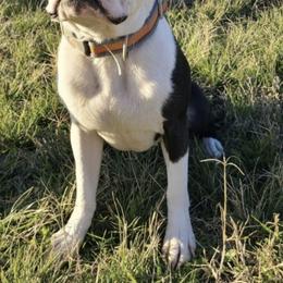 Boston Terriers and Cocker Spaniels from Down in the Holler