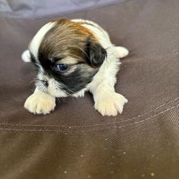 Buttercup - Red and white female Shih Tzu puppy in Augusta, Georgia from Floofah la Woofah